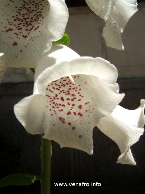 Digitalis Purpurea - Varieta' Alba